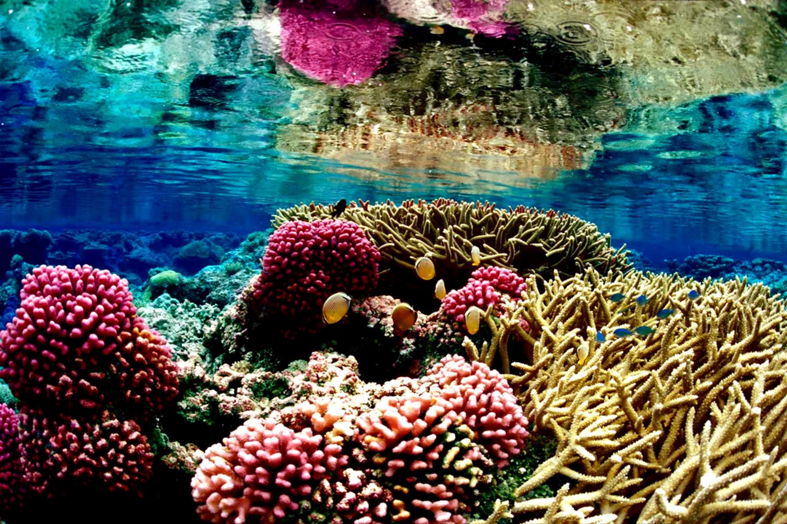 A vivid coral reef in pinks and golds with butterflyfish under a glassy surface