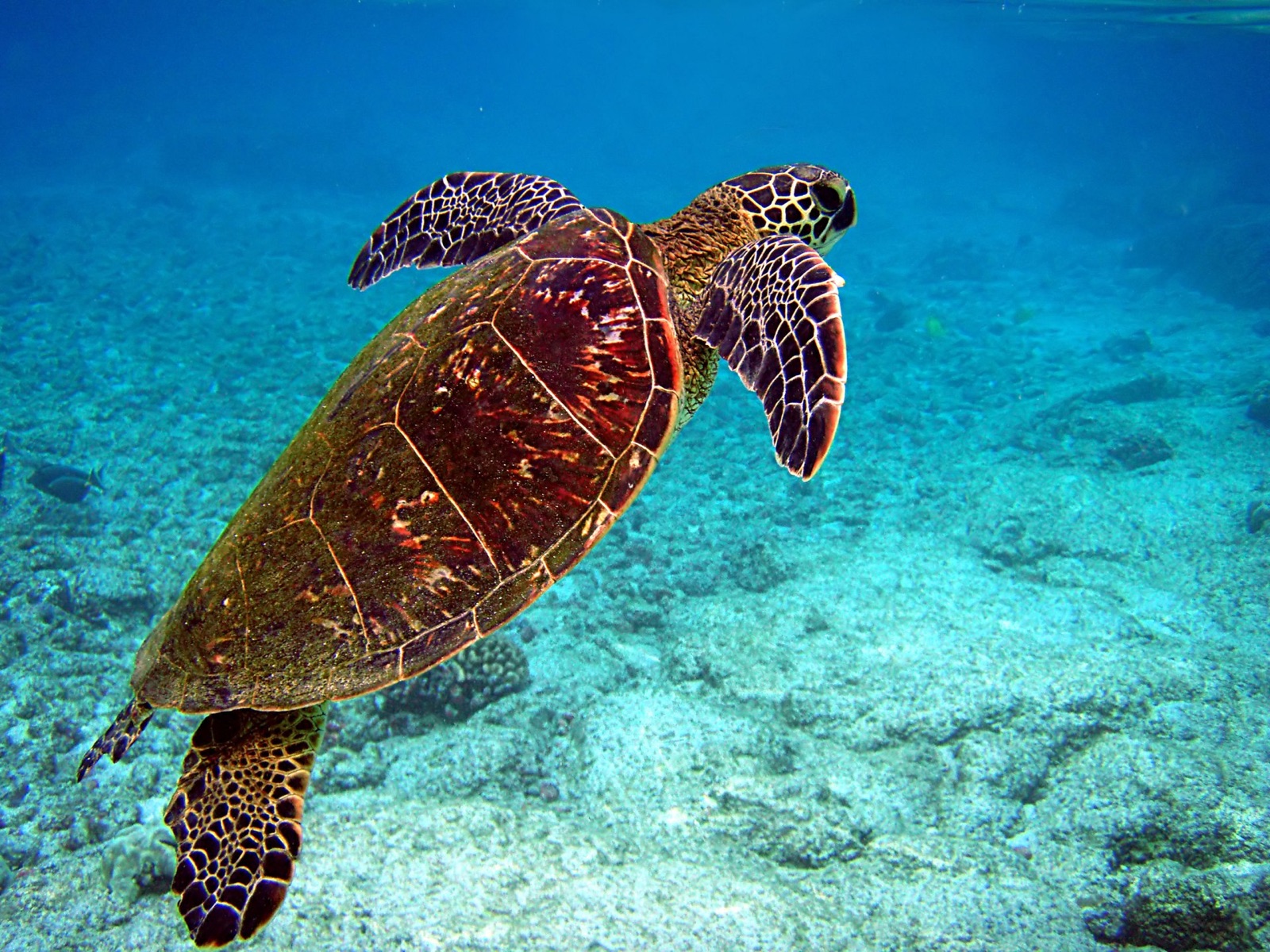 A green sea turtle rising to the surface to breathe